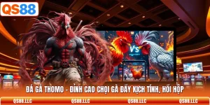 Đá Gà Thomo - Đỉnh Cao Chọi Gà Đầy Kịch Tính, Hồi Hộp